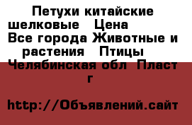 Петухи китайские шелковые › Цена ­ 1 000 - Все города Животные и растения » Птицы   . Челябинская обл.,Пласт г.